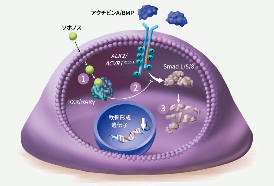 ソホノスの作用機序イメージ図
