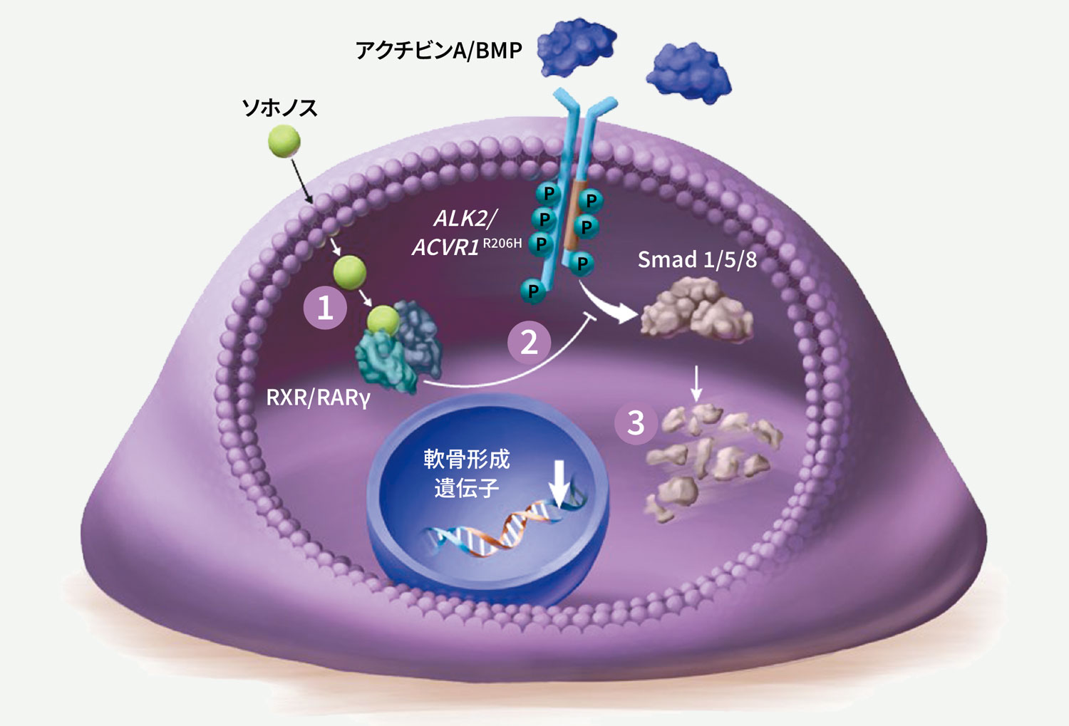 ソホノスの作用機序イメージ図