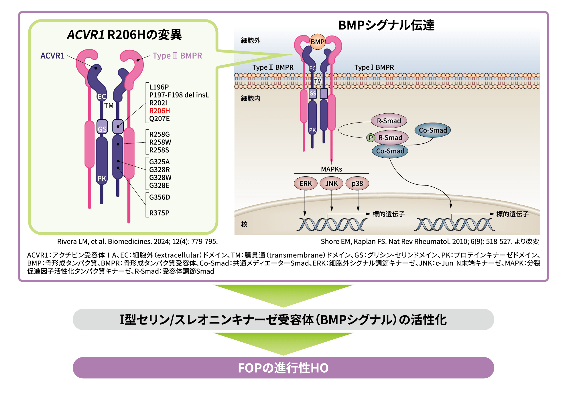 ACVR1変異からBMPシグナル伝達の恒常的活性化を経て、最終的にFOPの進行性異所性骨化（HO）へと至る細胞内の病態生理メカニズムを示した解説図。